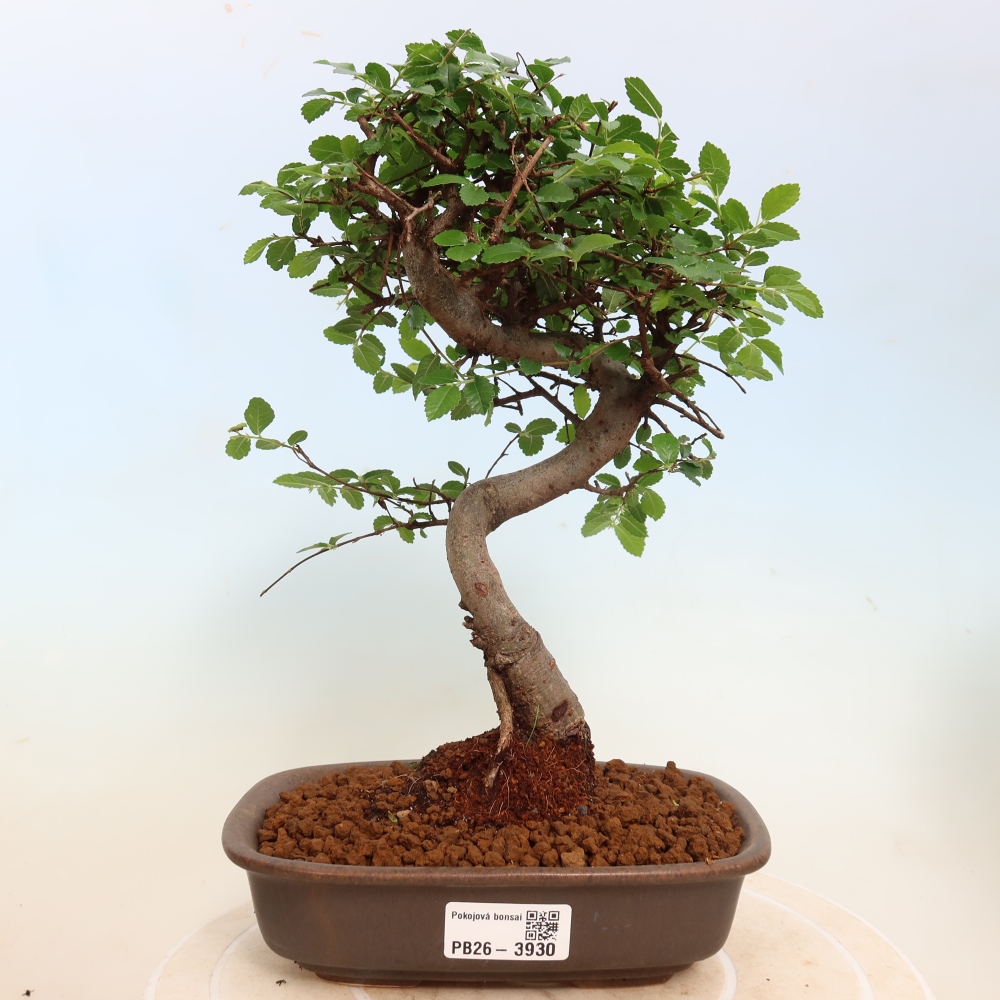 Bonsaï de chambre - Ulmus parvifolia - Orme à petites feuilles