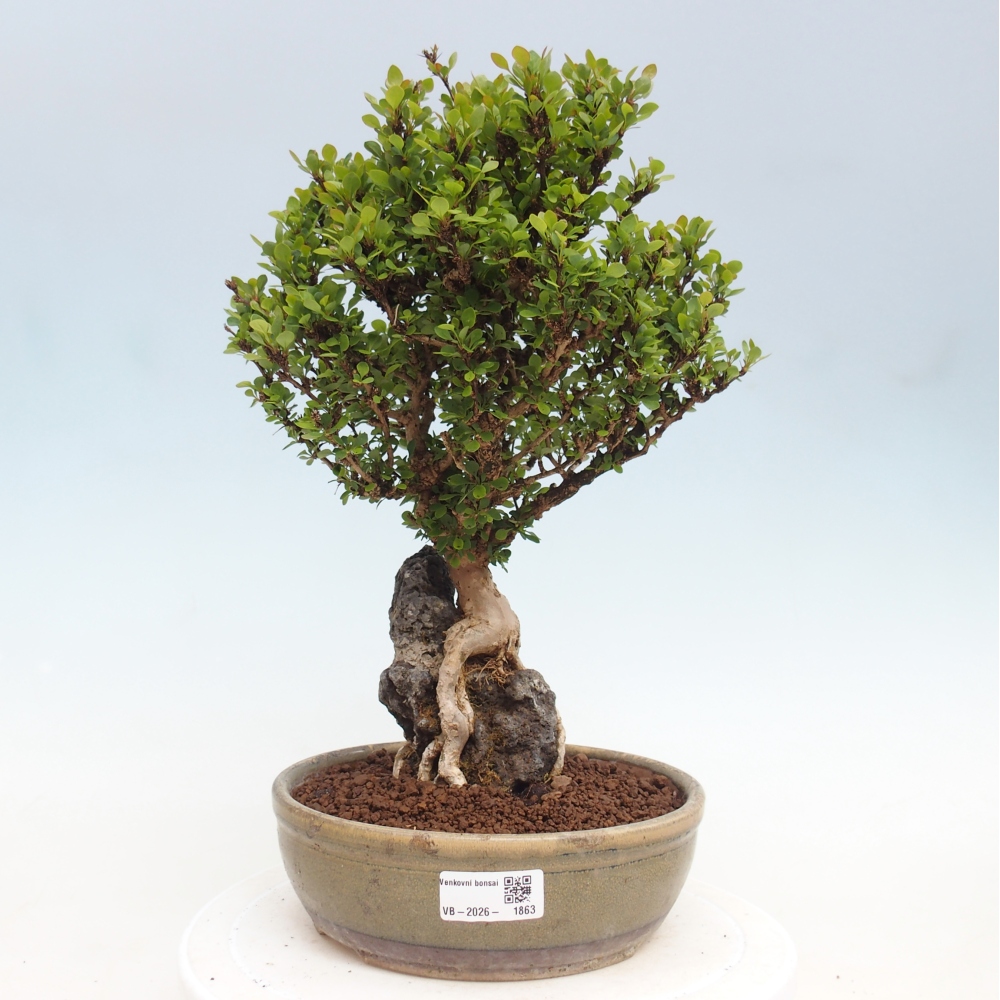 Bonsaï d'extérieur - Berberis coreana