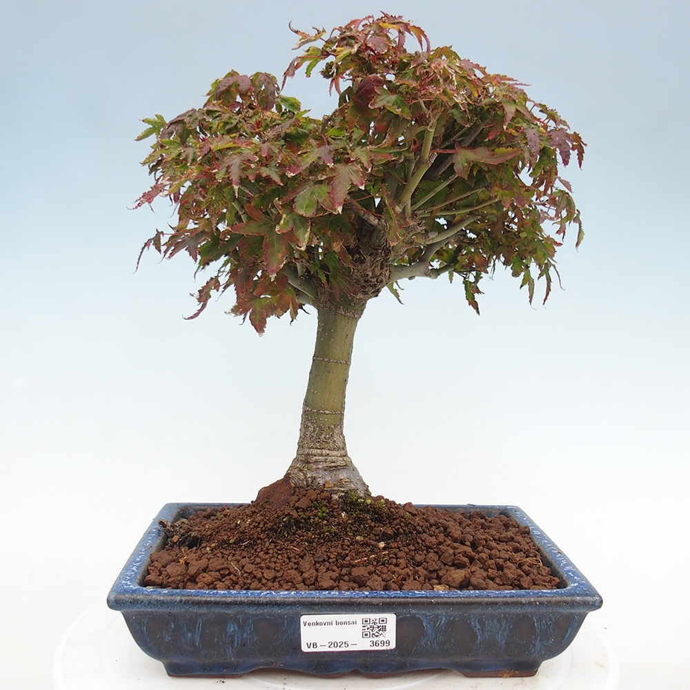 Acer palmatum KIOHIME - Érable palmé