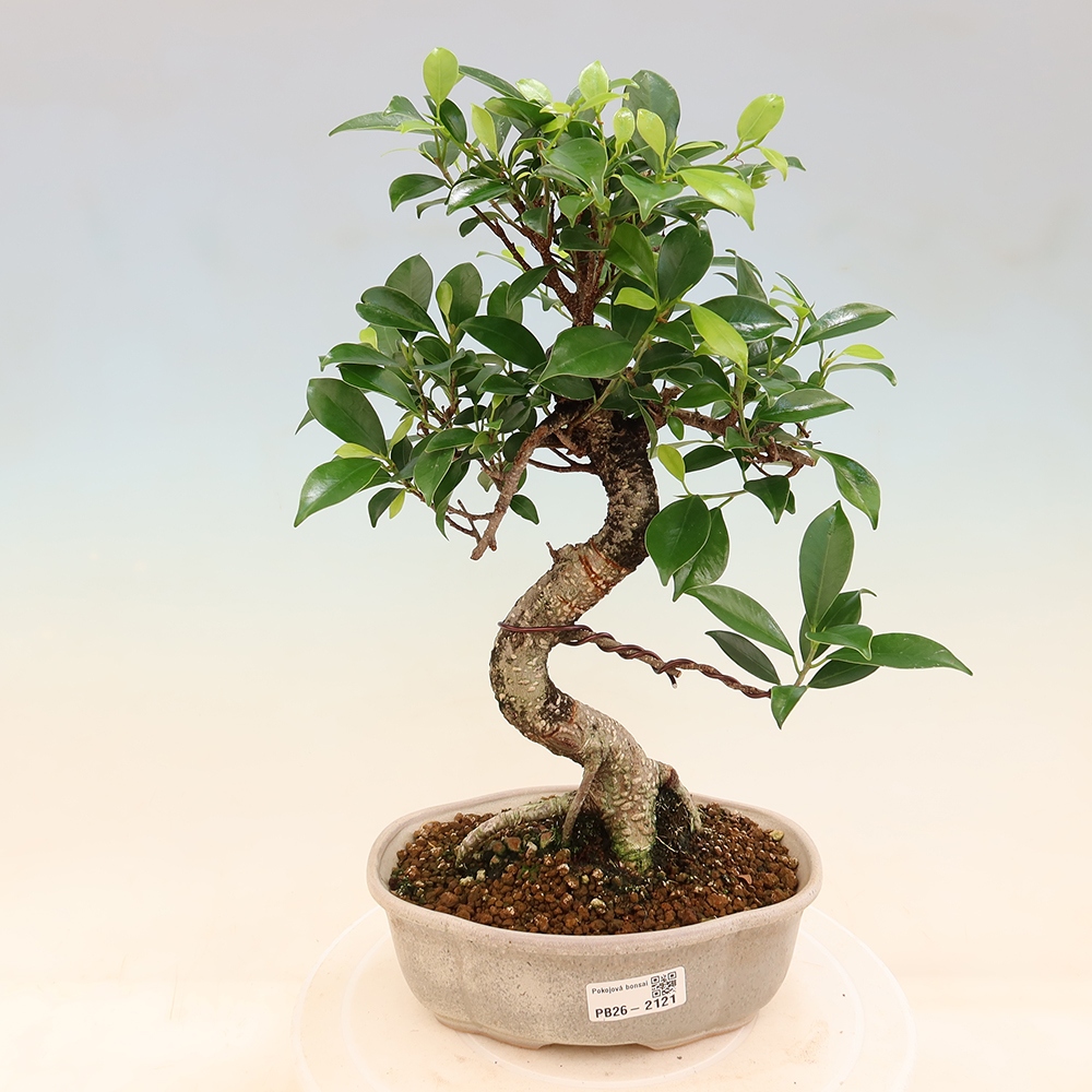Salle bonsaï - Ficus retusa - ficus à petites feuilles