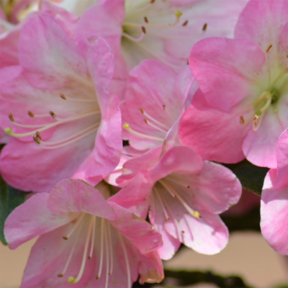 Bonsaï d'extérieur - Azalée japonaise - Azalea Kinsho