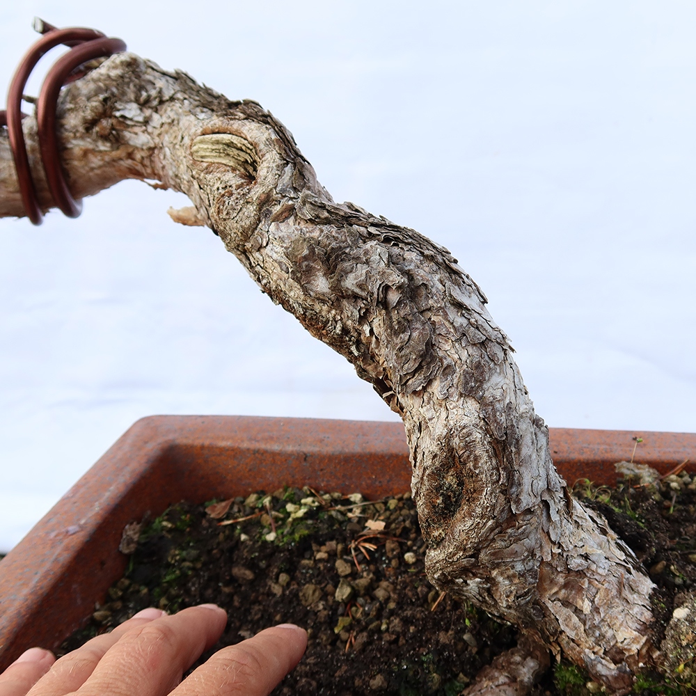Pinus sylvestris Espagne - pin sylvestre