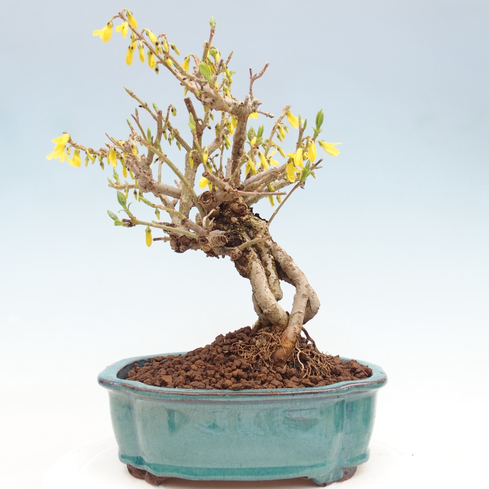Bonsaï d'extérieur - Zlatice - Forsythia koreana