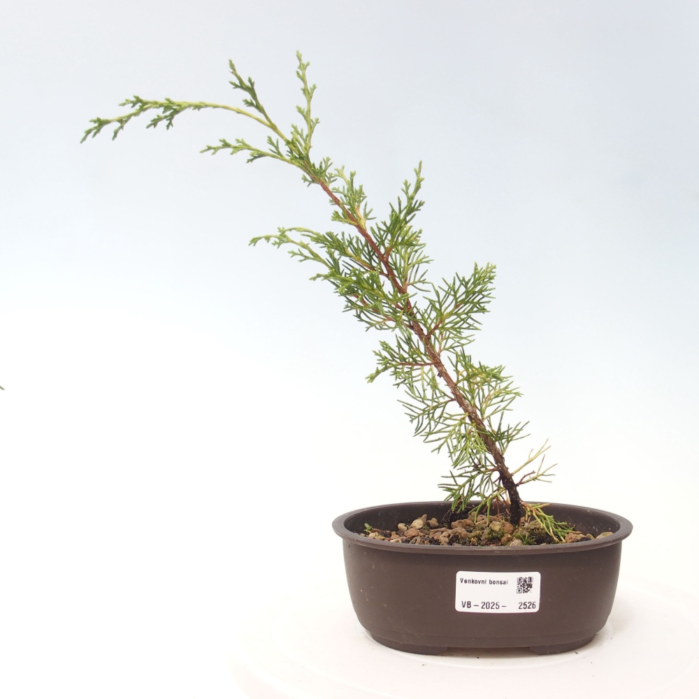 Bonsaï d'extérieur - Juniperus chinensis Itoigawa