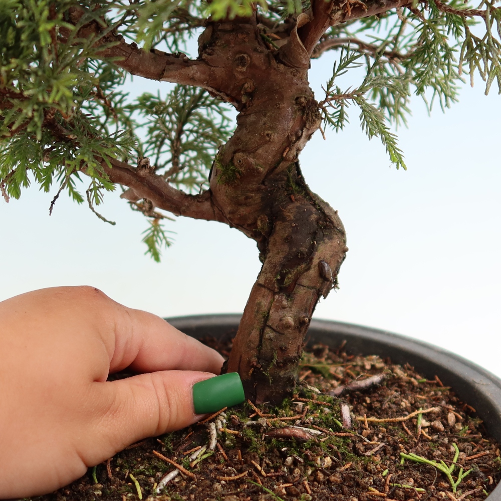 Bonsaï d'extérieur - Juniperus chinensis Itoigawa-Juniperus chinensis