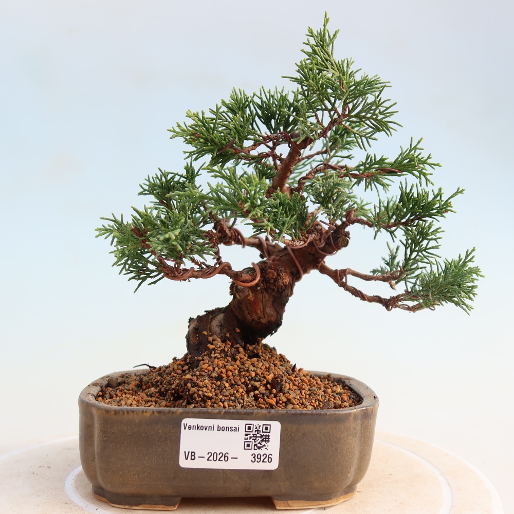 Bonsaï d'extérieur - Juniperus chinensis Itoigawa
