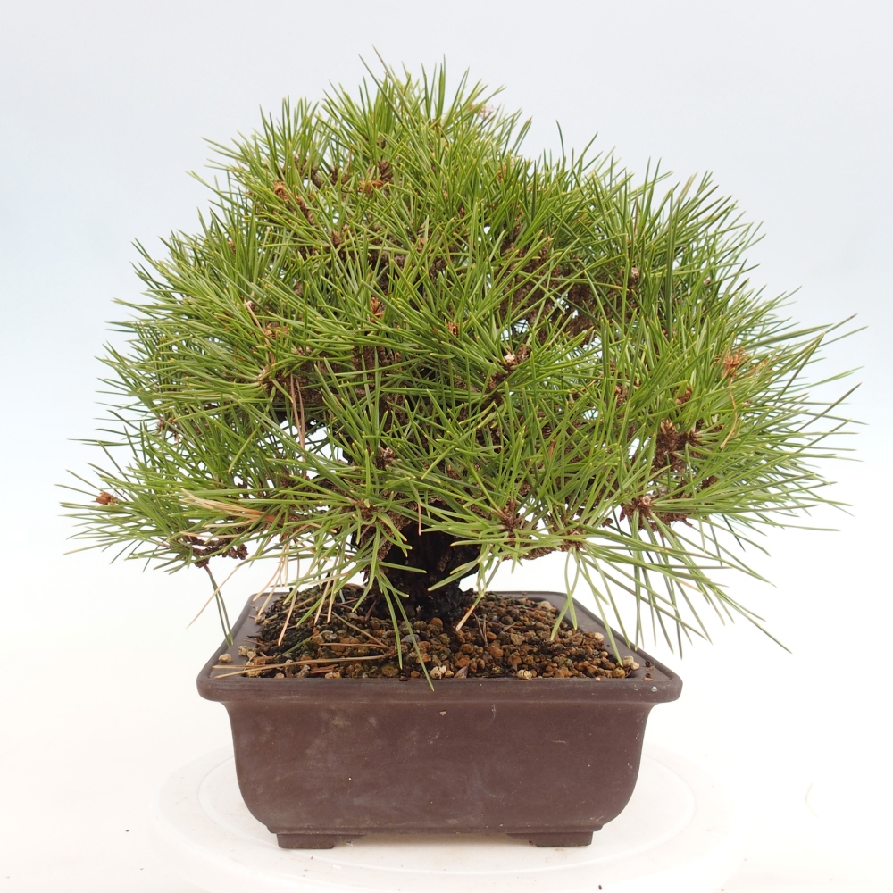 Bonsaï d'extérieur - Pinus thunbergii - Pin de Thunberg