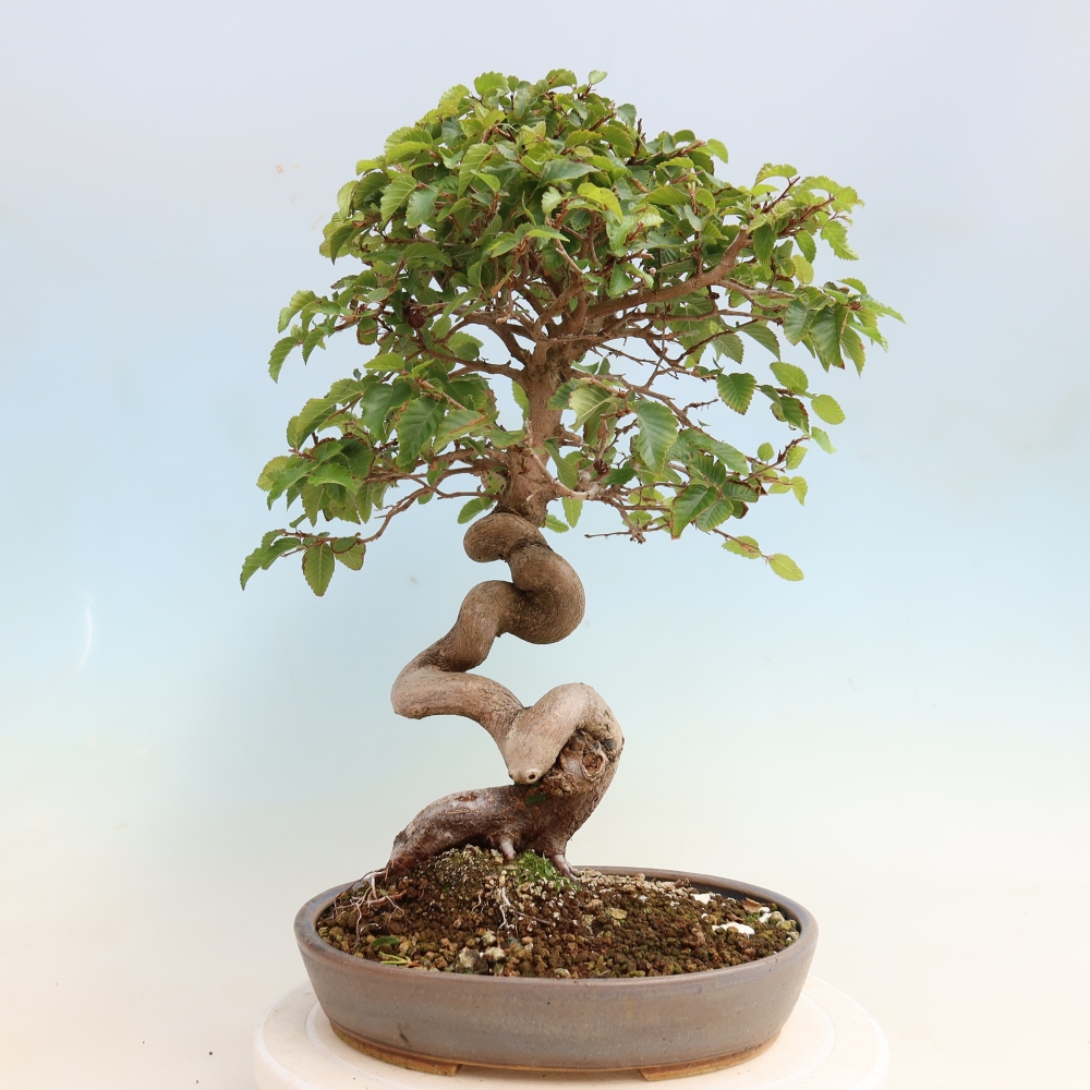 Bonsaï d'extérieur -Carpinus CARPINOIDES - Charme de Corée