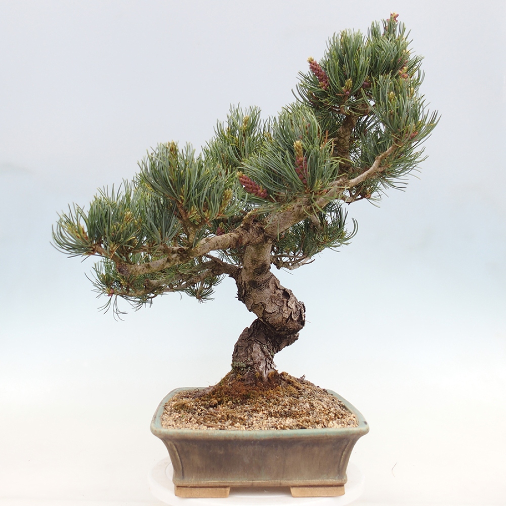 Bonsaï d'extérieur - Pinus parviflora - Pinus parviflora