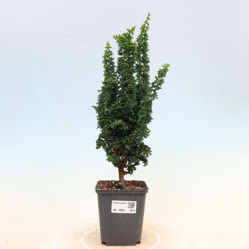 Bonsaï d'extérieur - Cham. obtusa SEKKA HINOKI - Cyprès