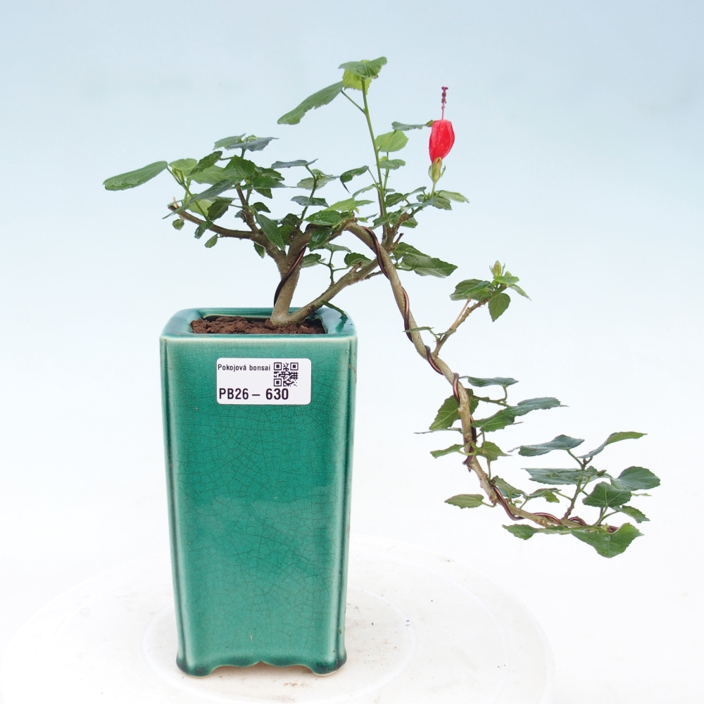 Bonsaï d'intérieur - Malvaviscus arboreus