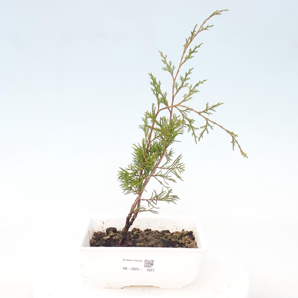 Bonsaï d'extérieur - Juniperus chinensis Itoigawa