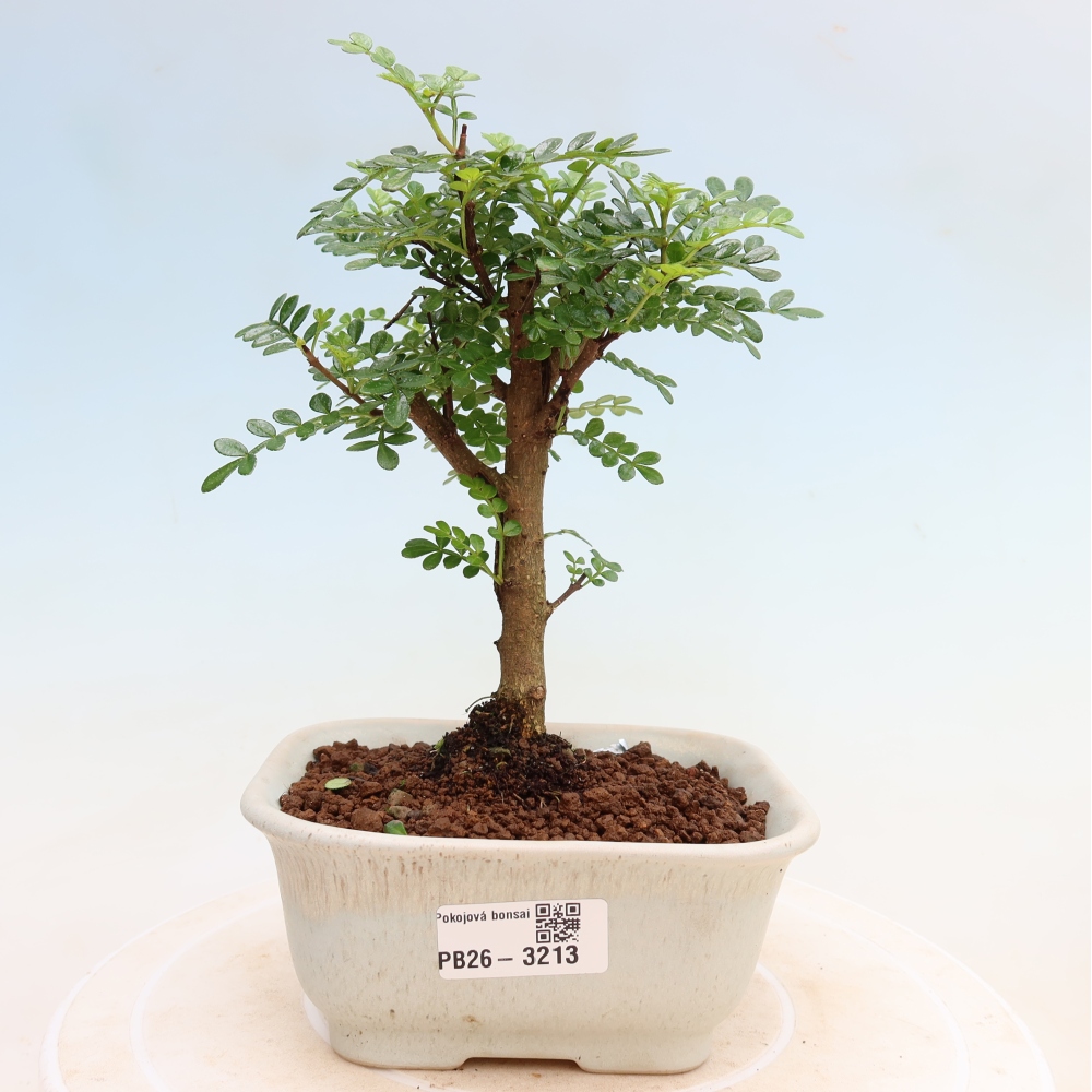 Salle bonsaï - Zantoxylum piperitum - arbre à poivre