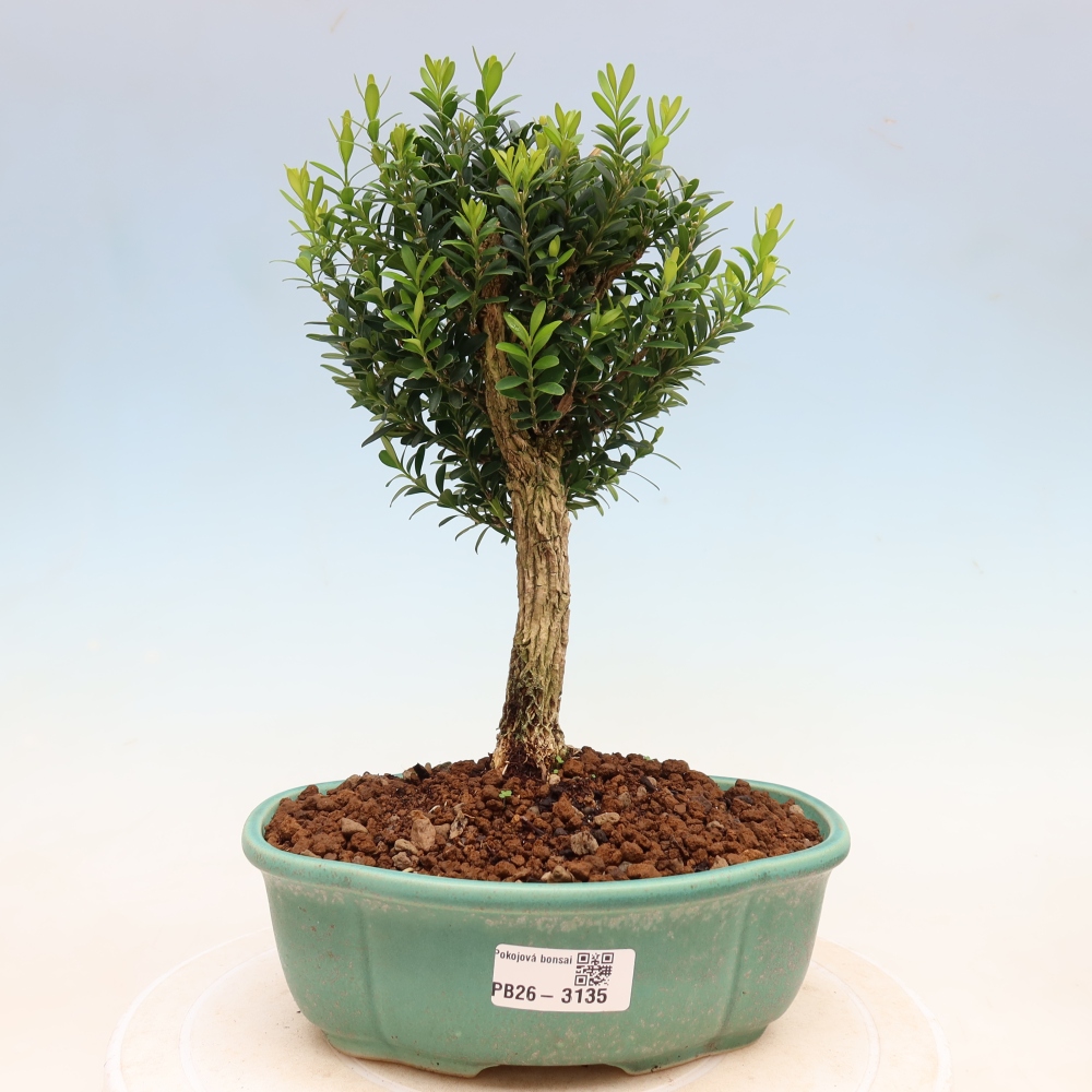 Bonsaï de chambre - Buxus harlandii - buxus liège