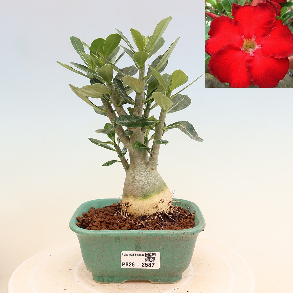 Bonsaï d'intérieur - Adenium obesum Red Star - Rose du désert