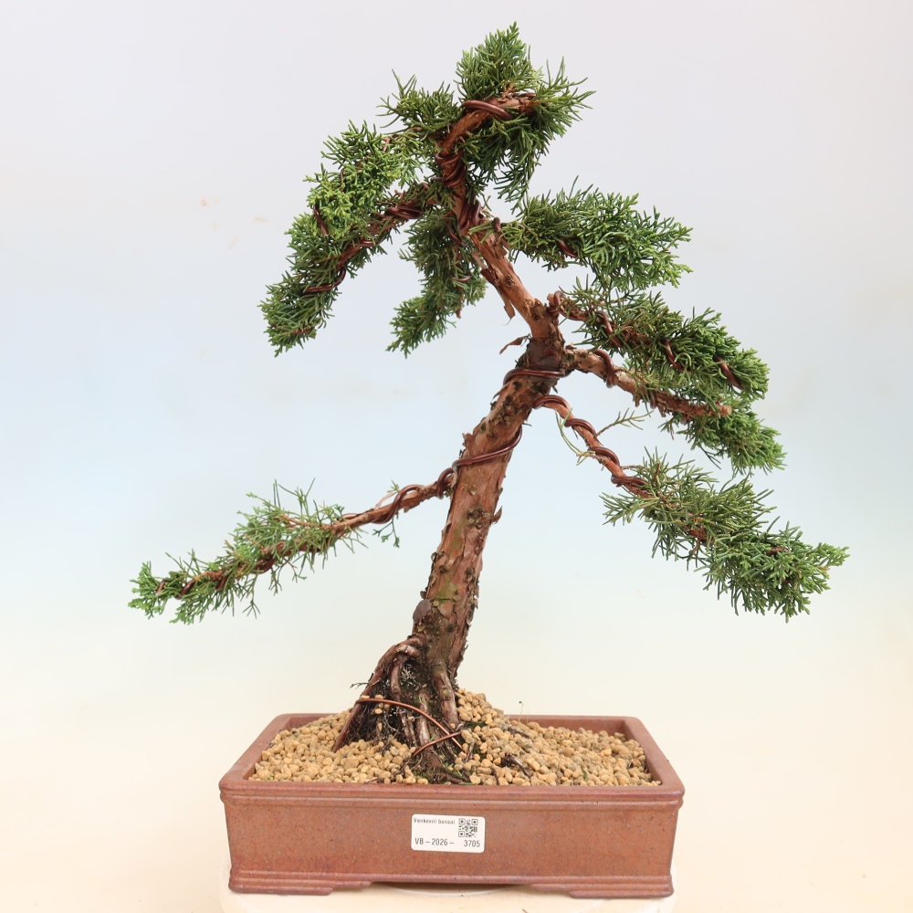 Bonsaï d'extérieur - Juniperus chinensis Kishu