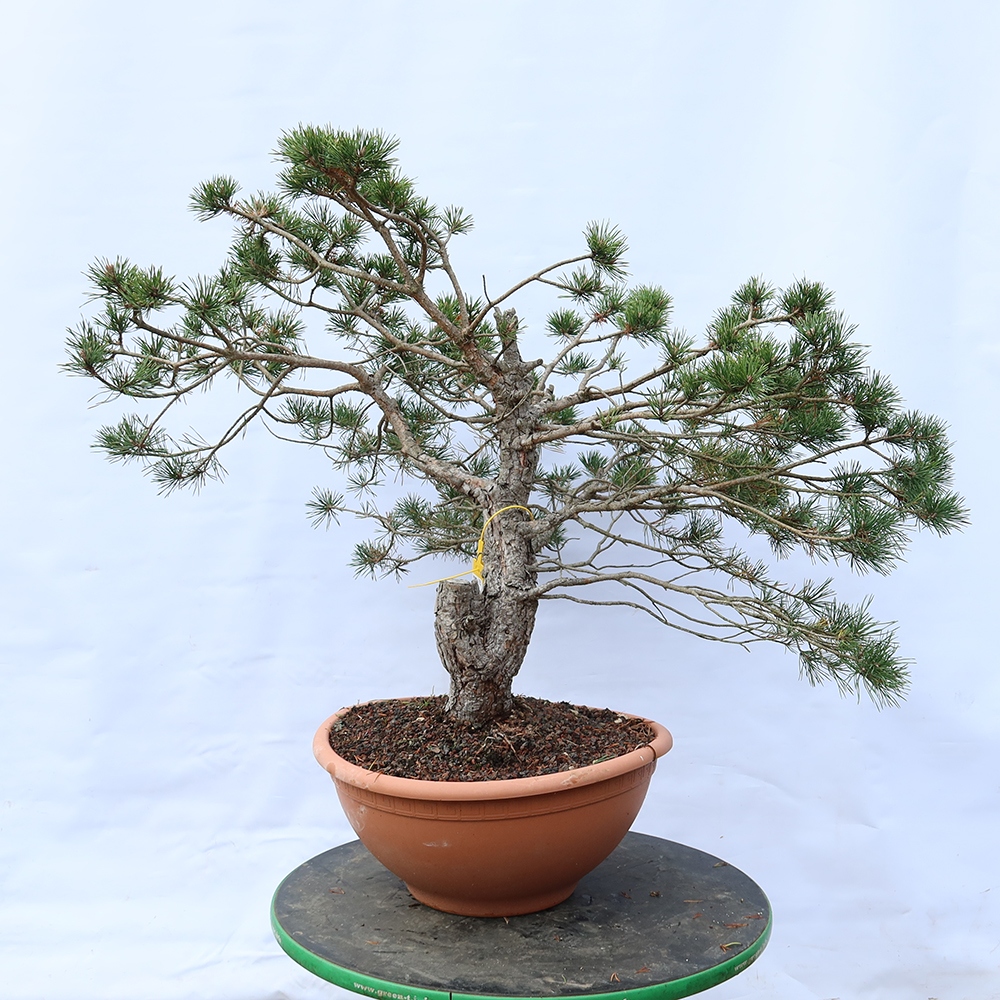 Pinus sylvestris Espagne - pin sylvestre