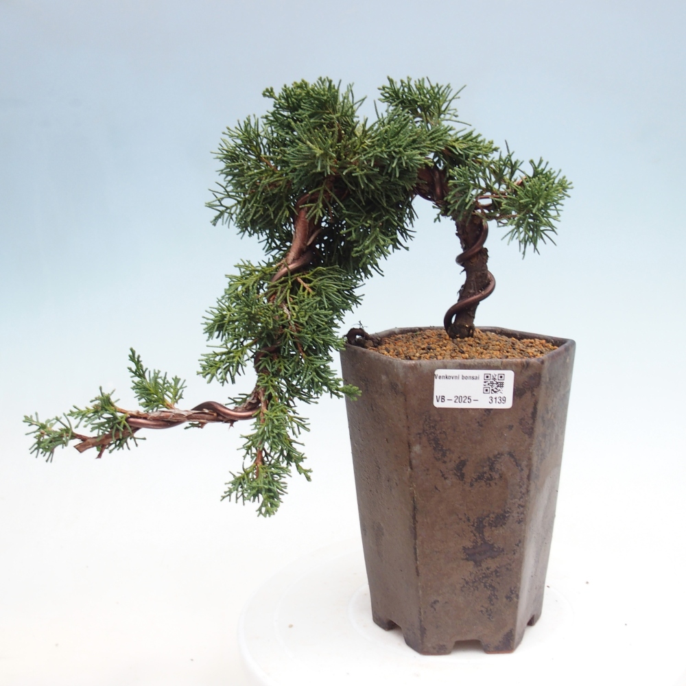 Bonsaï d'extérieur - Juniperus chinensis Kishu