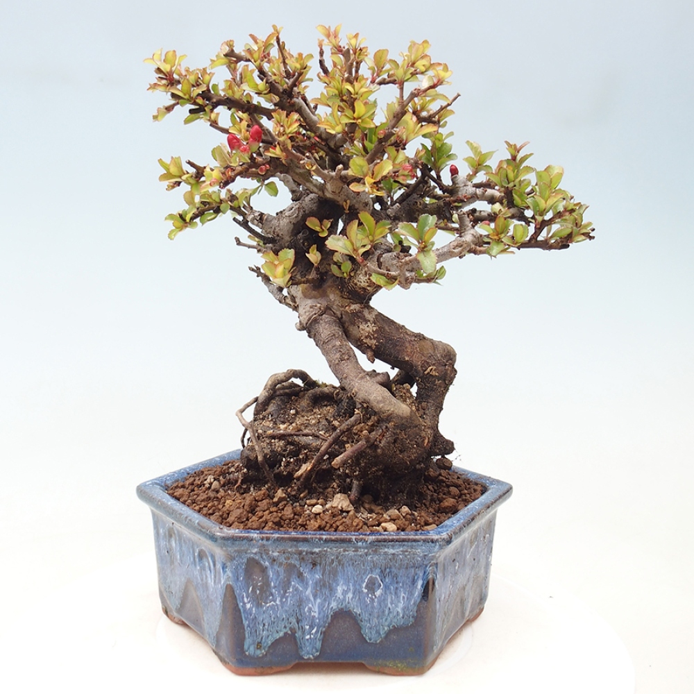Bonsaï d'extérieur - Chaneomeles speciosa - Coing