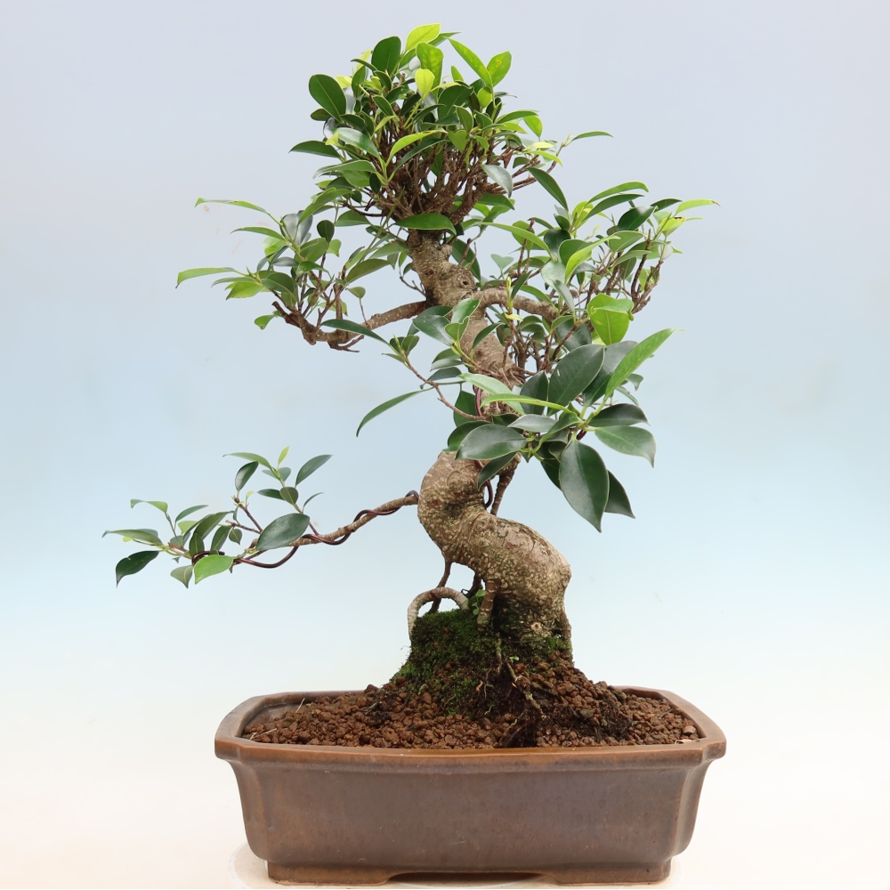 Salle bonsaï - Ficus kimmen - ficus à petites feuilles