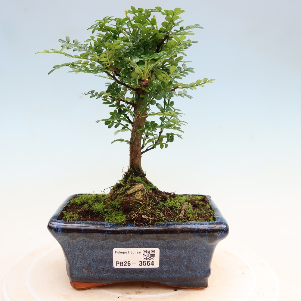 Salle bonsaï - Zantoxylum piperitum - arbre à poivre