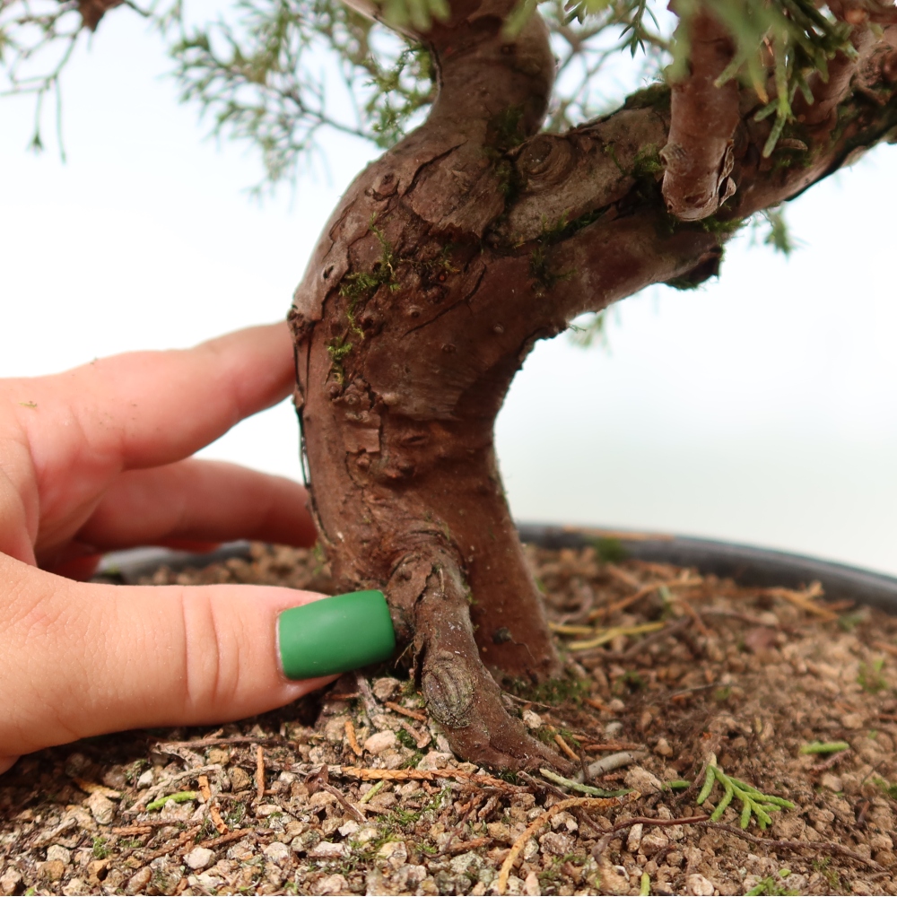 Bonsaï d'extérieur - Juniperus chinensis Itoigawa-Juniperus chinensis