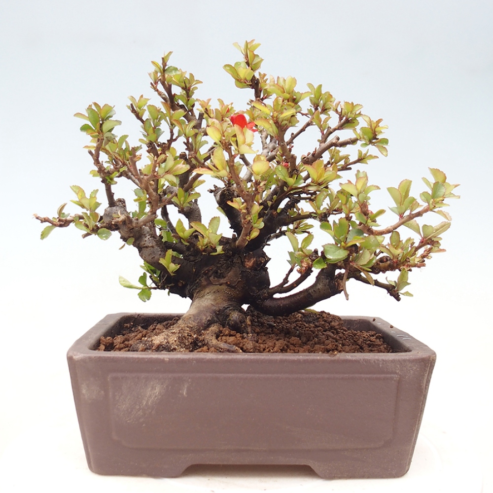 Bonsaï d'extérieur - Chaneomeles speciosa - Coing