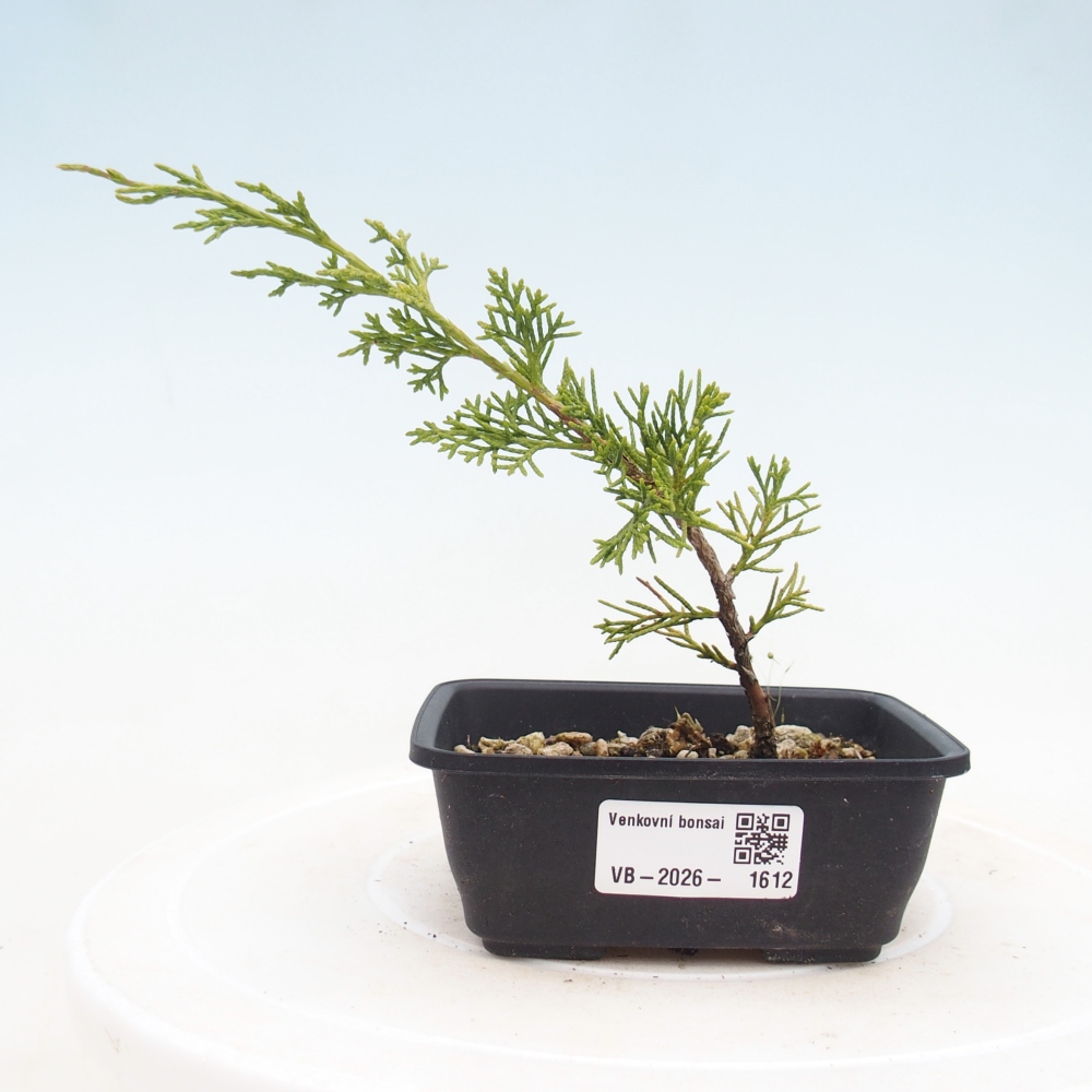 Bonsaï d'extérieur - Juniperus chinensis Itoigawa