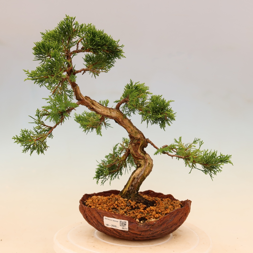 Bonsaï d'extérieur - Juniperus chinensis Itoigawa