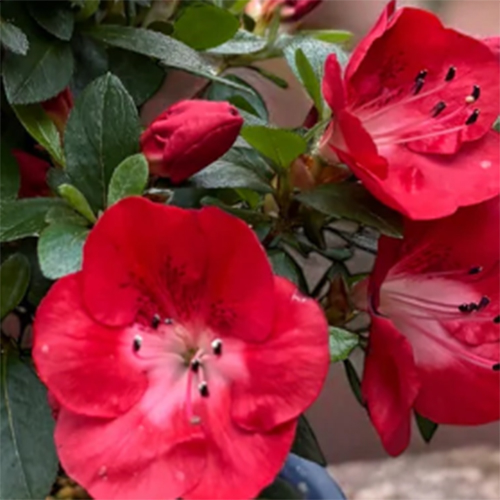 Bonsaï d'extérieur - Azalée japonaise - Azalea Benibeni