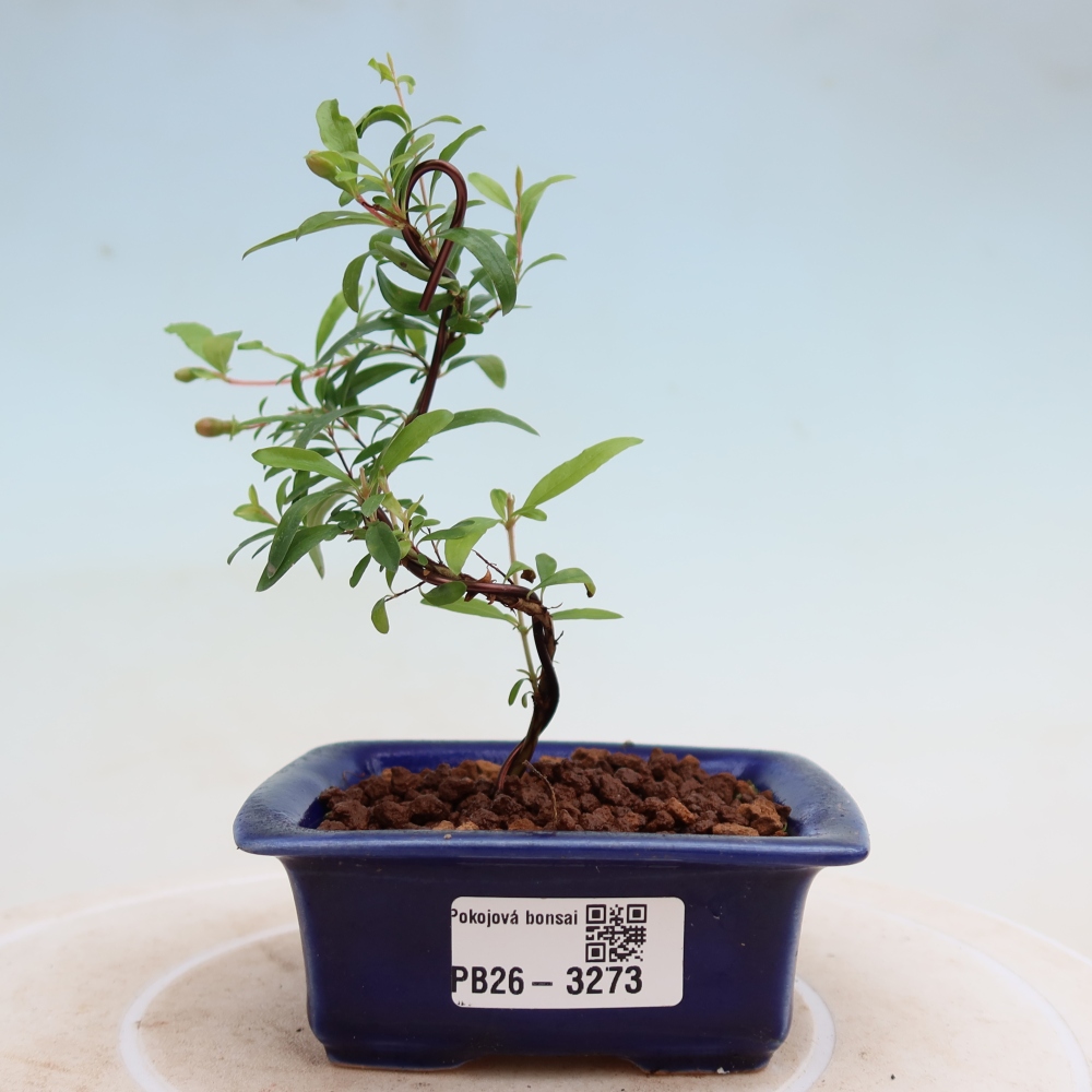 Bonsaï de chambre-PUNICA granatum nana-Pomme grenat