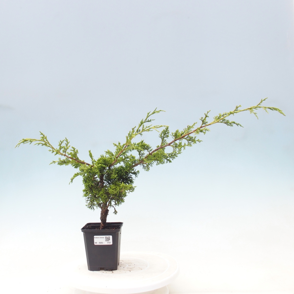 Bonsaï d'extérieur - Juniperus chinensis Itoigawa