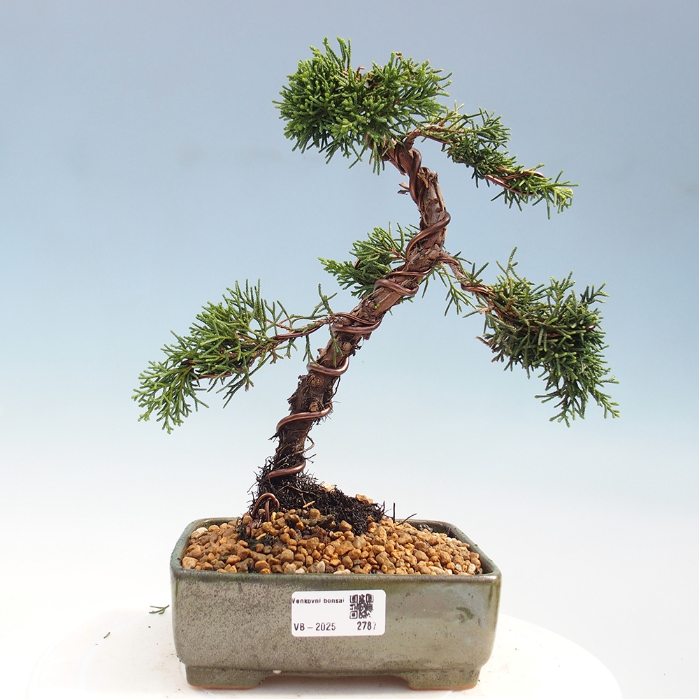 Bonsaï d'extérieur - Juniperus chinensis Kishu