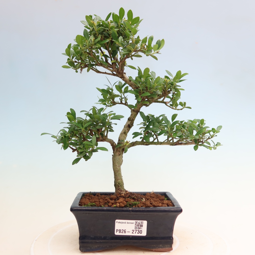 Bonsaï de chambre - Ilex crenata - Houx