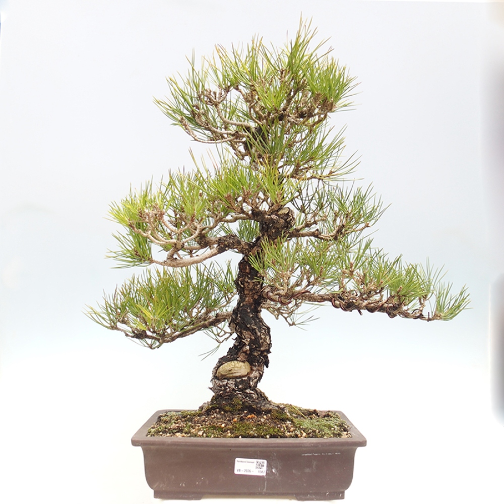 Bonsaï d'extérieur - Pinus thunbergii - Pin de Thunberg