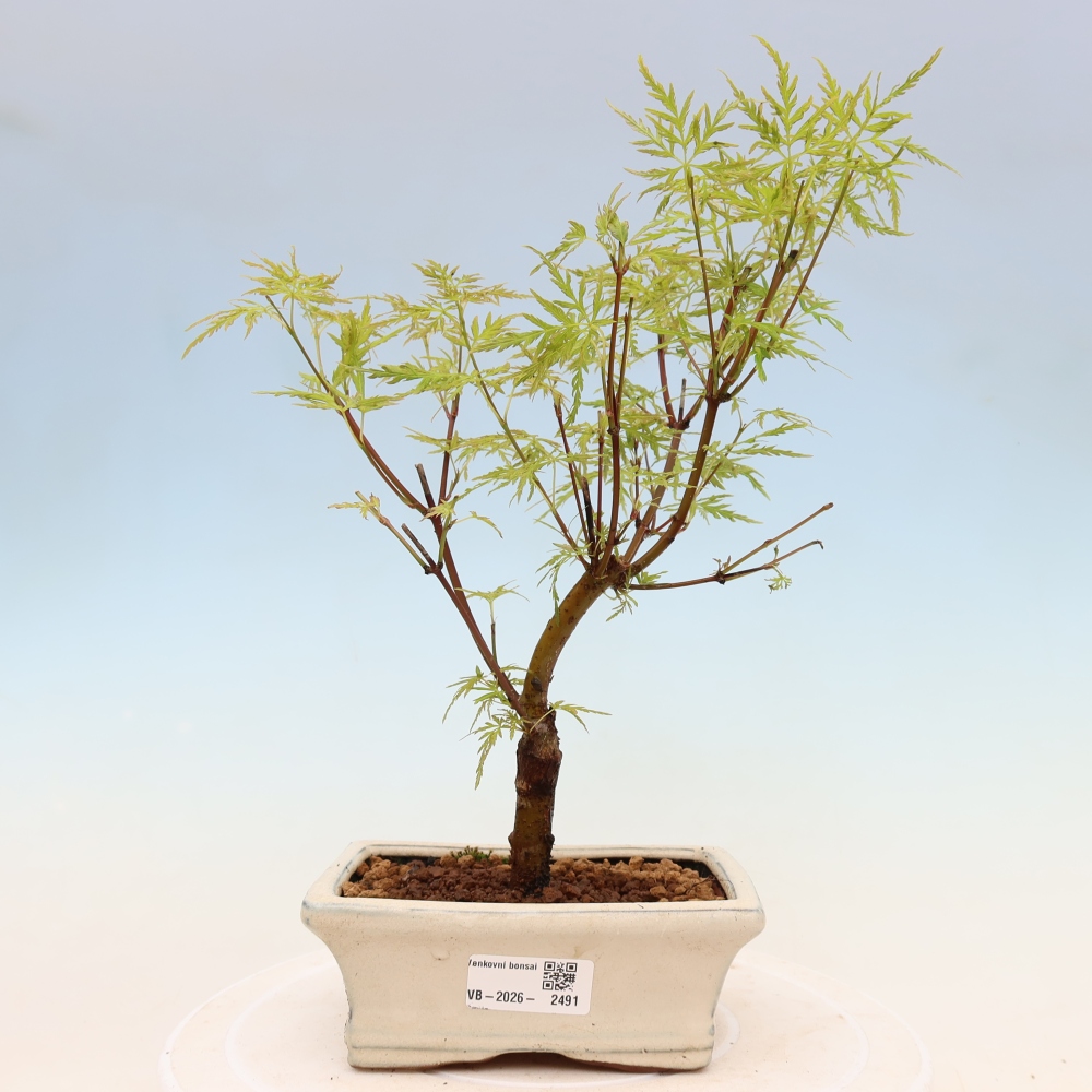 Bonsaï d'extérieur - Acer palmatum Dissectum