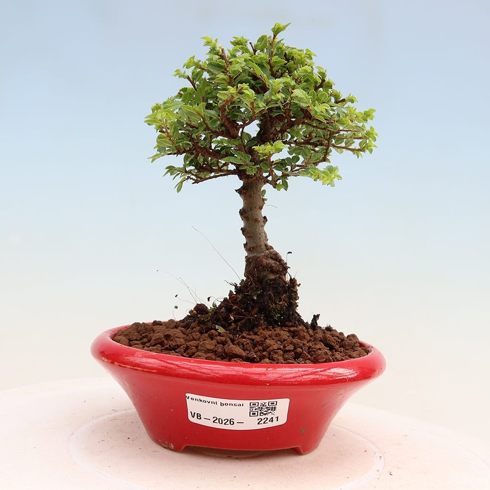 Bonsaï d'extérieur - Ulmus parvifolia Sagei - Orme à petites feuilles