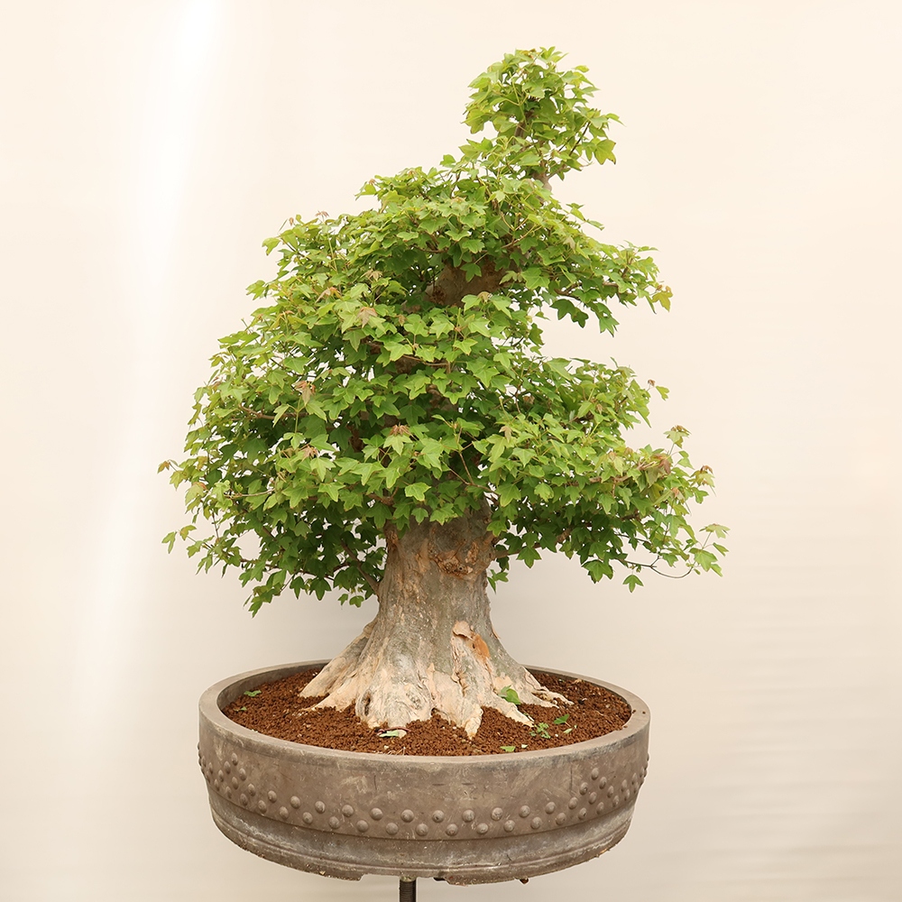 Bonsaï d'extérieur - Maple Burger - Acer Burgerianum