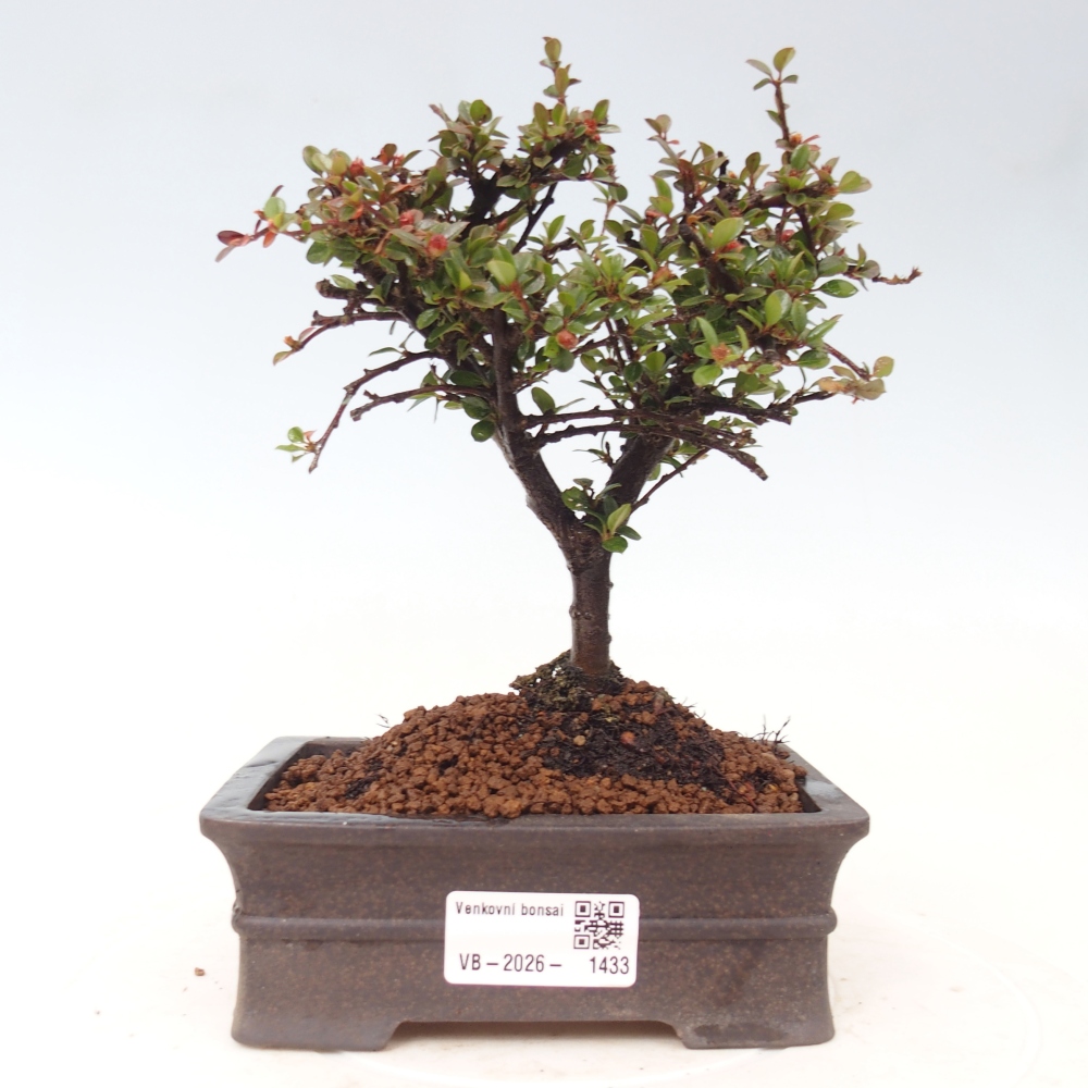 Bonsaï d'extérieur - Cotoneaster horizontalis - Rocky Mountain
