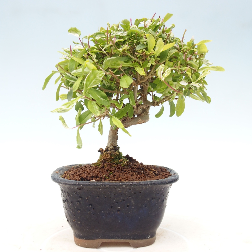 Bonsaï d'extérieur - Ligustrum obtusifolium