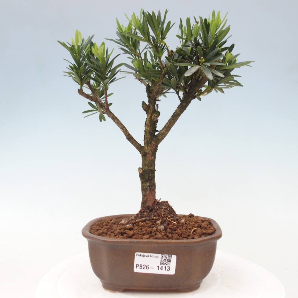 Salle bonsaï - Podocarpus - If en pierre