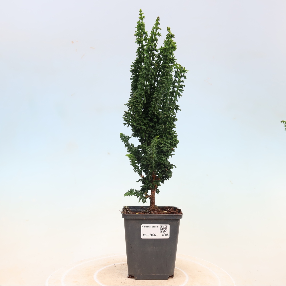 Bonsaï d'extérieur - Cham. obtusa SEKKA HINOKI - Cyprès