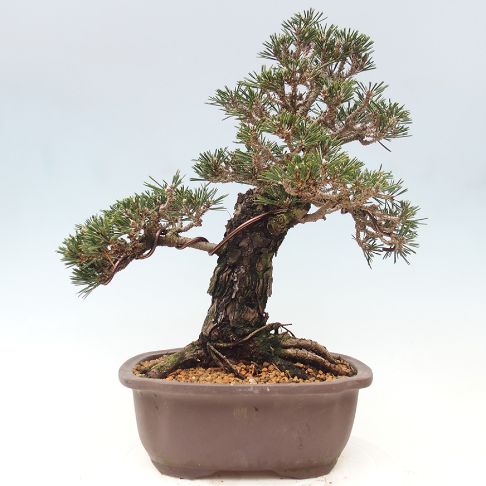 Bonsaï d'extérieur - Pinus thunbergii Kotobuki - Pin de Thunberg