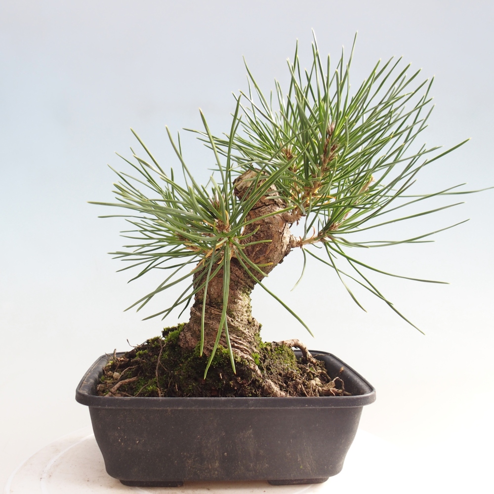 Bonsaï d'extérieur - Pinus thunbergii - Pin de Thunberg
