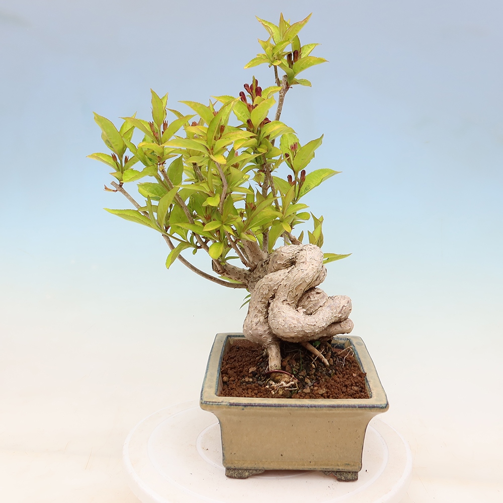 Bonsaï d'extérieur - Weigela subsessilis - Weigela de Corée