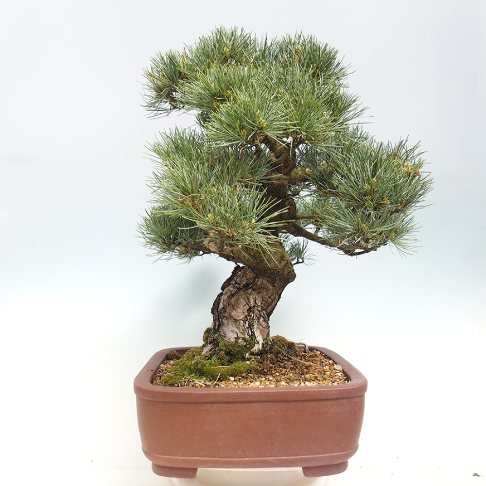 Bonsaï d'extérieur - Pinus parviflora - Pinus parviflora