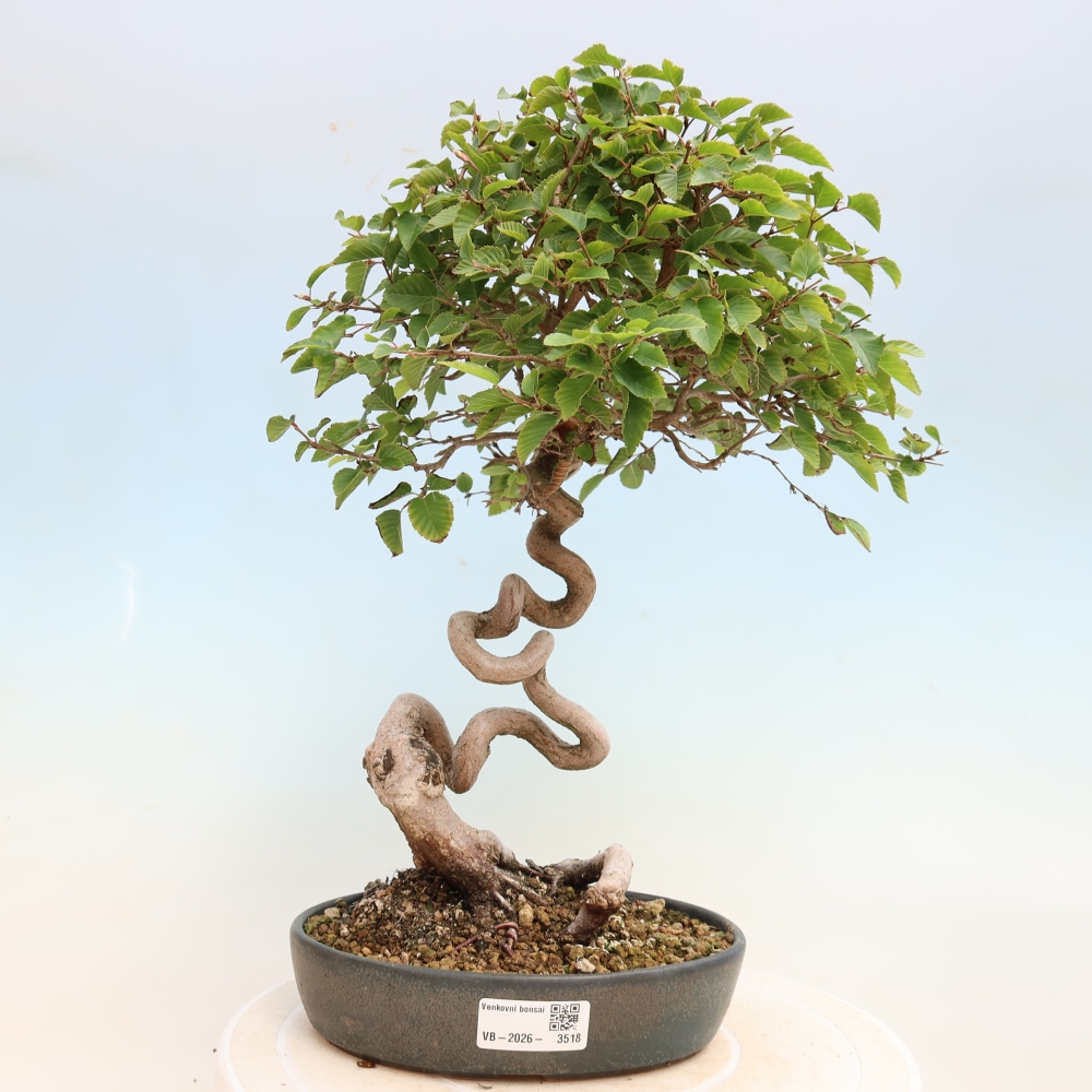 Bonsaï d'extérieur -Carpinus CARPINOIDES - Charme de Corée