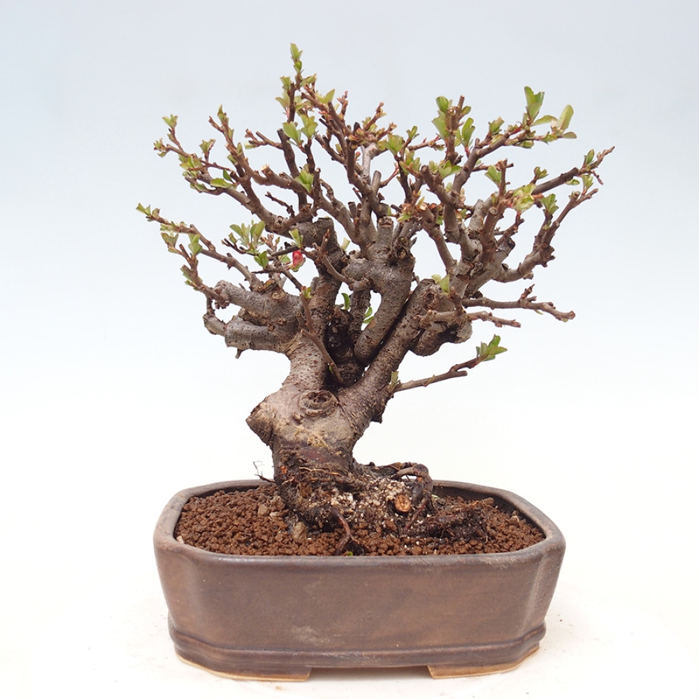 Bonsaï d'extérieur - Chaneomeles speciosa - Coing