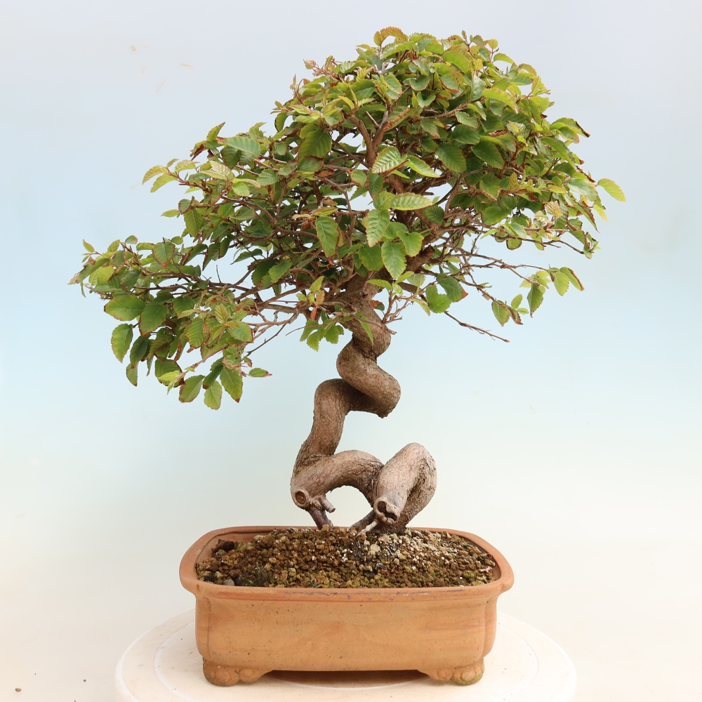Bonsaï d'extérieur -Carpinus CARPINOIDES - Charme de Corée