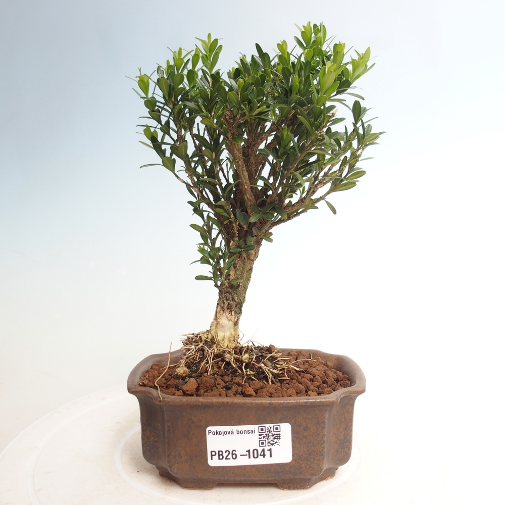 Bonsaï de chambre - Buxus harlandii - buxus liège